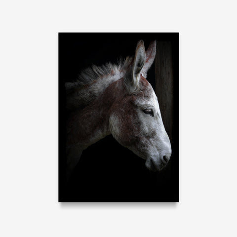 Animais - Equus Asinus