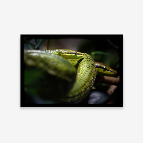 Animais - Gonyosoma Oxycephalum