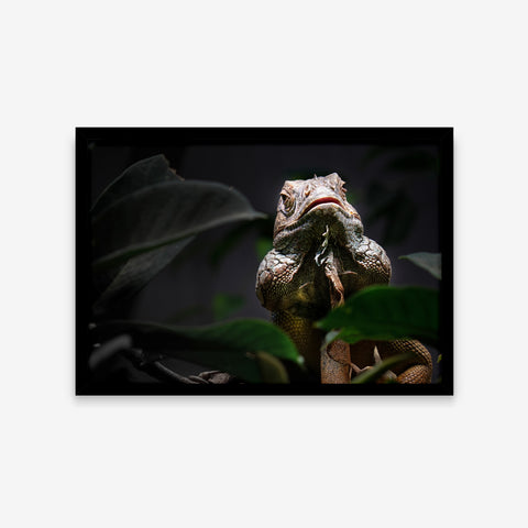 Animais - Iguana