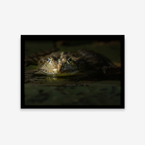 Animais - Rana Esculenta