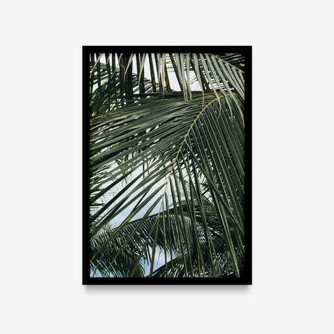 Plantas - Coqueiro verde