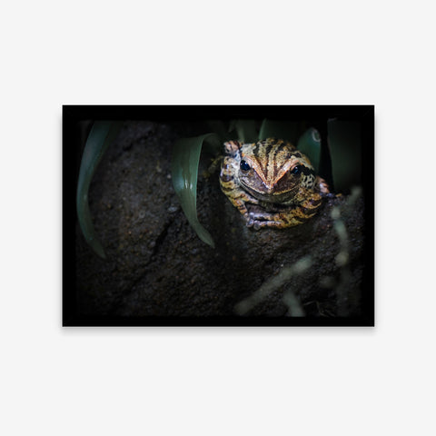 Animais - Polypedates Megacephalus