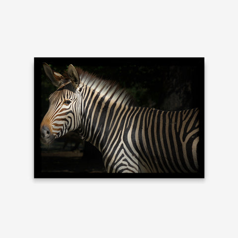 Animais - Equus Grevyi
