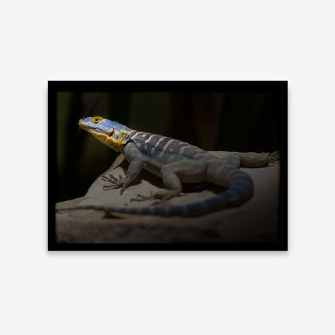 Animais - Petrosaurus Thalassinus