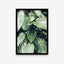 Plantas - Folhas duas cores