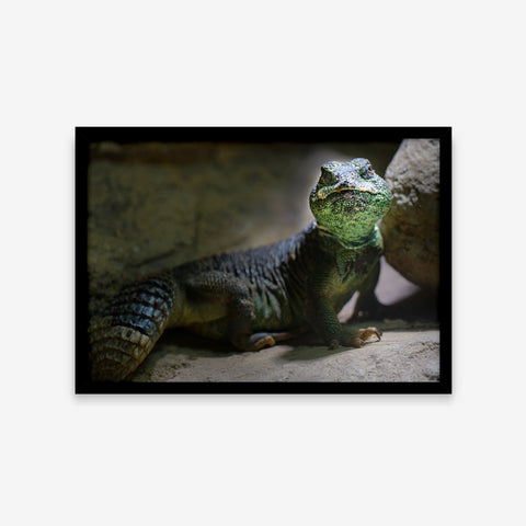 Animais - Uromastyx Thomasi