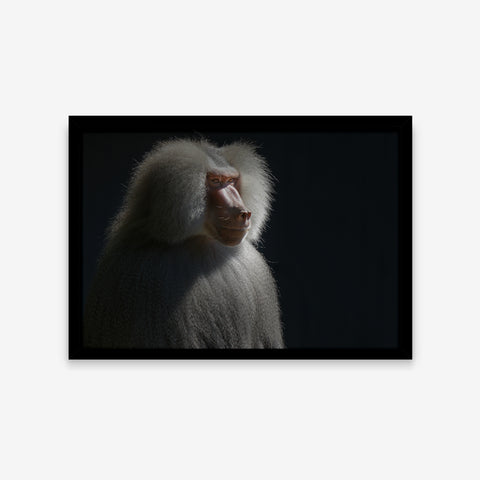 Animais - Papio Hamadryas