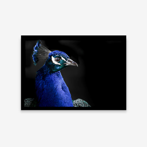 Animais - Pavo Cristatus