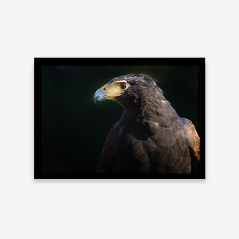Animais - Parabuteo Unicinctus