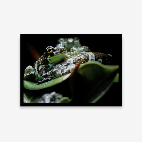 Animais - Trachycephalus Resinifictrix