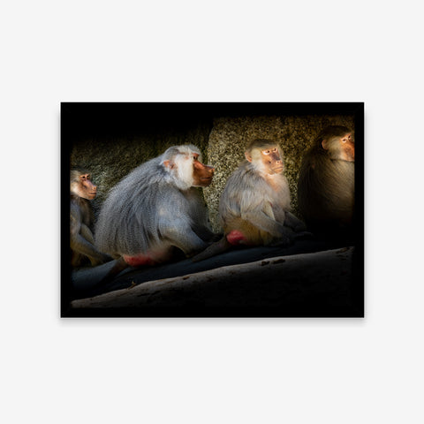 Animais - Papio Hamadryas 1