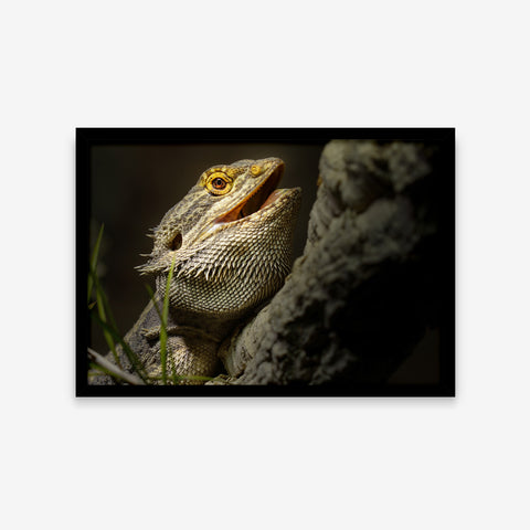 Animais - Pogona Vitticeps