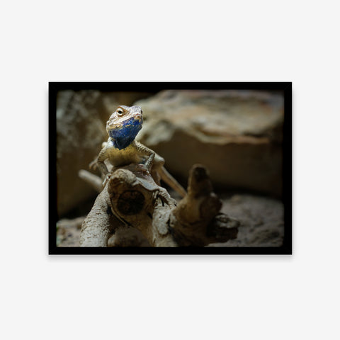 Animais - Sceloporus Cyanogenys