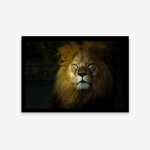 Animais - Panthera Leo