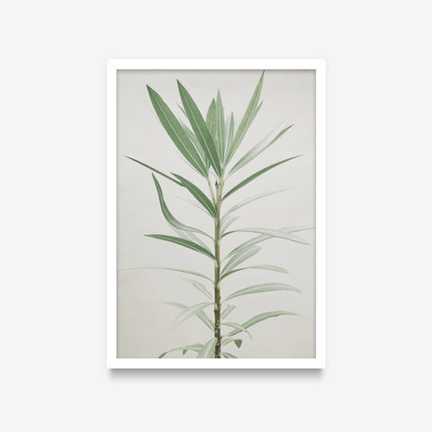 Plantas - Floral Deco 1