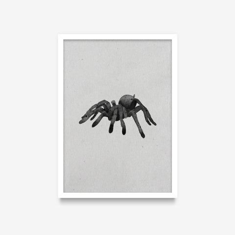 Spirit Animals - Spider