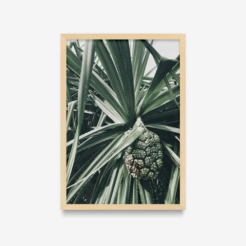 Plantas - Floral Deco 9
